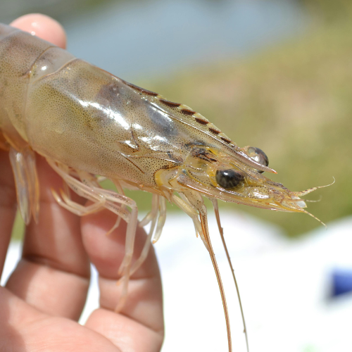 Desempeño de las Exportaciones de Bienes (sin Cobre) de Panamá en el Año 2025