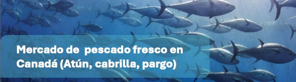Mercado de pescado fresco en Canadá (Atún, cabrilla, pargo)